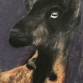 Ziege | garego Artprints | Motiv Ziege-GM-mm-0040 | Kunst für Alle! |Manfred Michl | Pastelkreide | Kunstdrucke auf Alu-Dibond und Leinwand | im Schattenfugenrahmen | Ziege | Kategorie Figur Tiere |