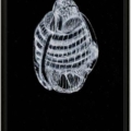 Bizzare Gebilde | Manfred Eichhorn | garego Artprints | Schattenfurgenrahmen | Eiche schwarz | 75 x 50 cm |